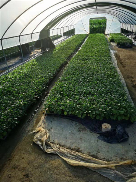 45天育苗的茄子种苗! 45天育苗的茄子种苗!