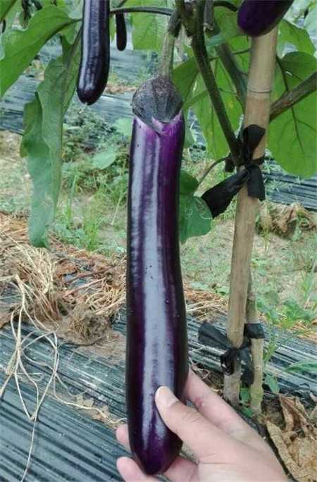 茄子种苗哪里买_茄子四季种植品种 茄子种苗哪里买_茄子四季种植品种