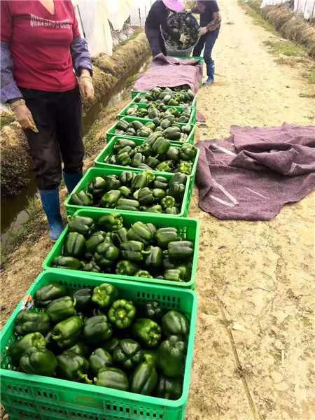 辣椒苗的5个培育方法,一看就懂 辣椒苗的5个培育方法,一看就懂