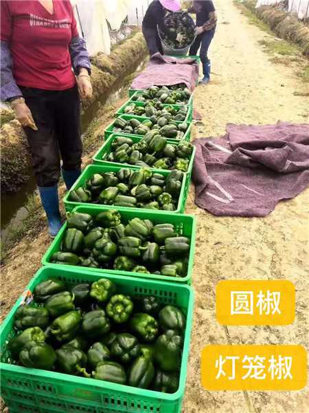辣椒一年四季都可种植。种植辣椒发家致富 辣椒一年四季都可种植。种植辣椒发家致富