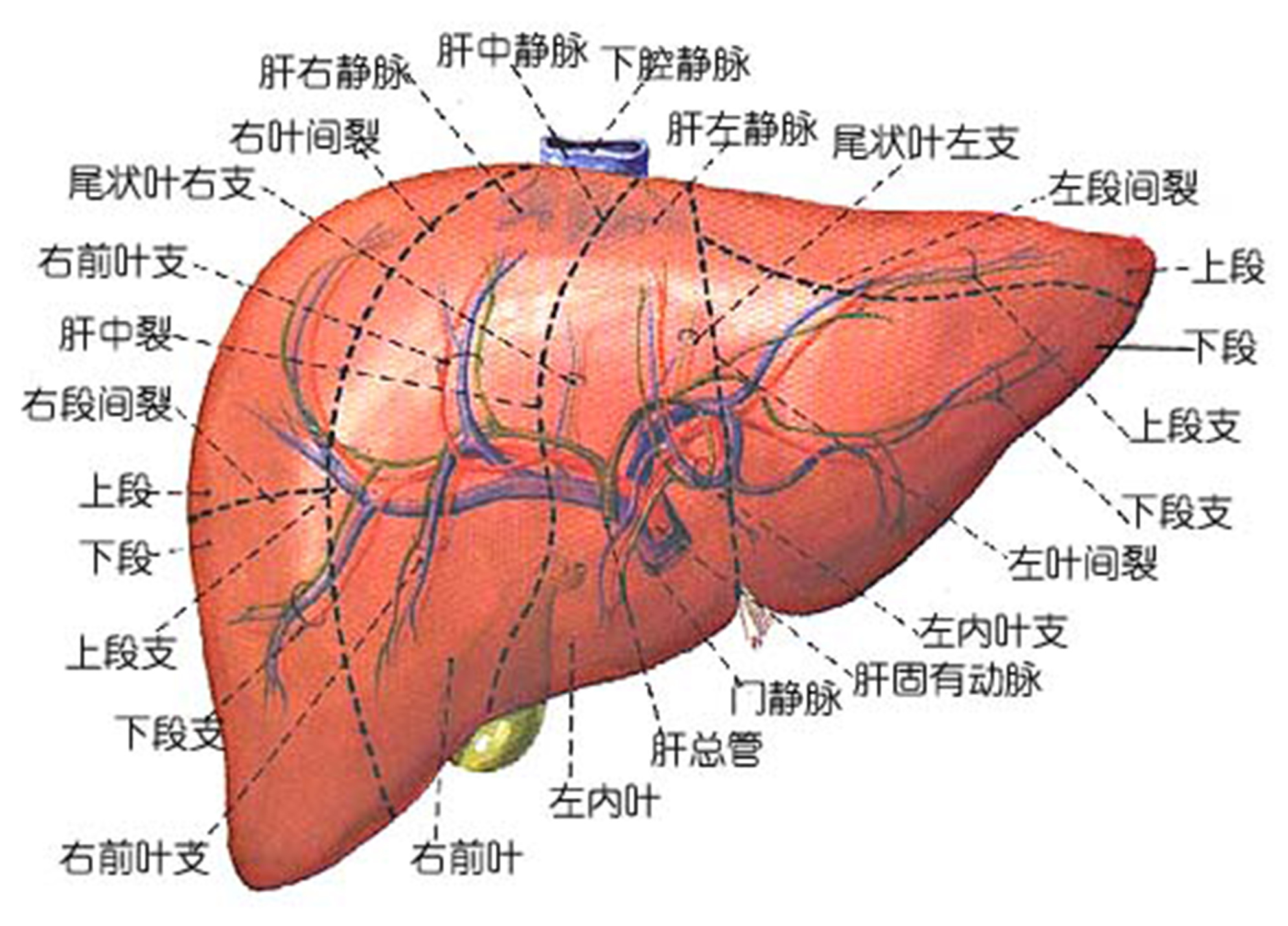 肝的位置:肝位于腹部,横膈之下,右胁之内.