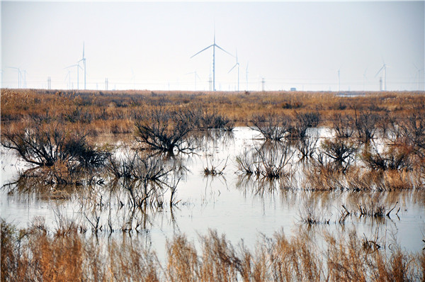 见证刁口河生态改善