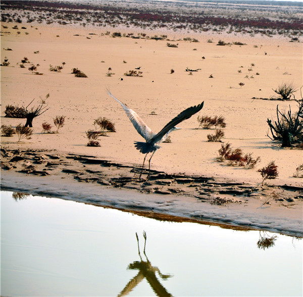 惊起的一只苍鹭