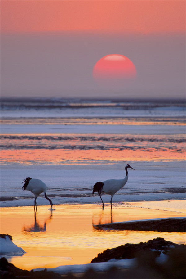 丹顶鹤（傅建智摄）