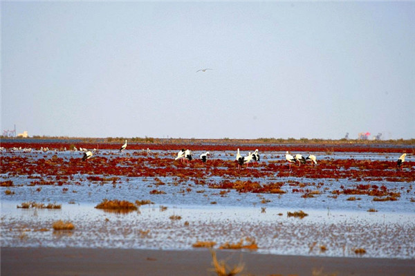 东方白鹳群（傅建智摄）