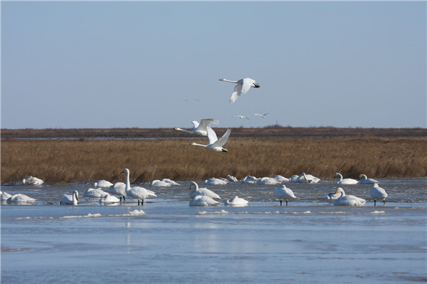 天鹅群（傅建智摄）