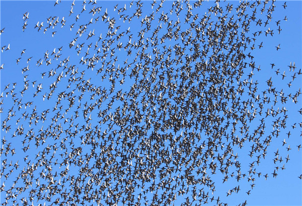 迁徙（傅建智摄）