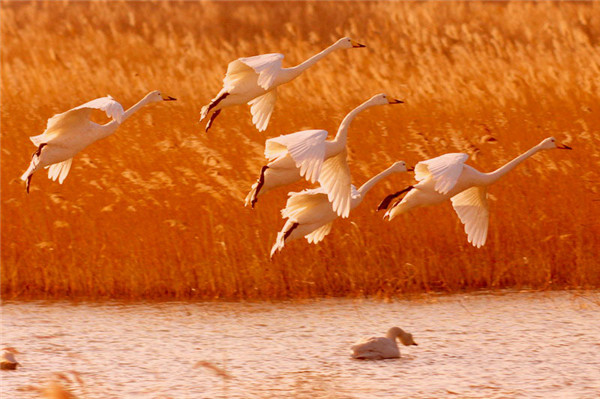 白天鹅（傅建智摄）