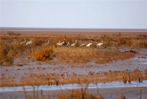 鹤群（傅建智摄）