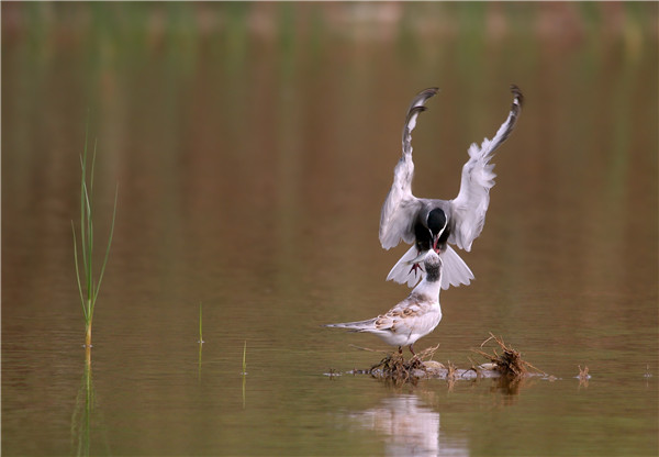 哺育（傅建智摄）