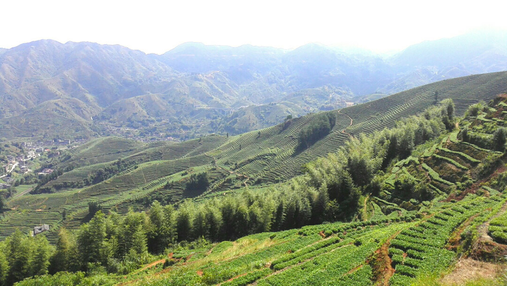 安溪铁观音基地
