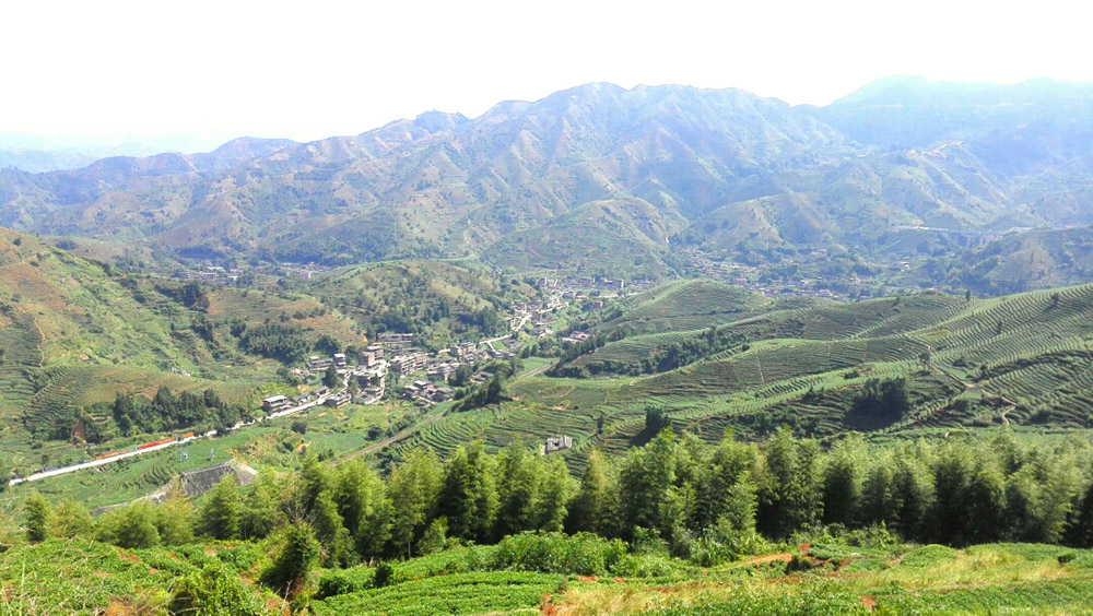 安溪铁观音基地