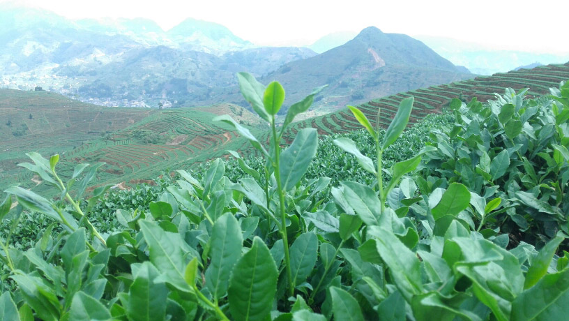 安溪铁观音基地