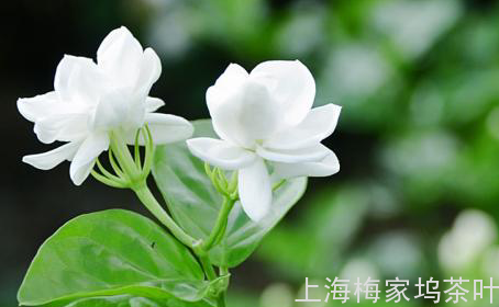 为何北京人偏偏对茉莉花茶情有独钟？