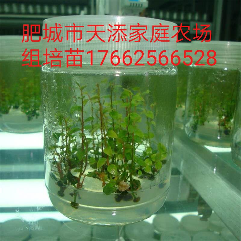 蓝莓苗