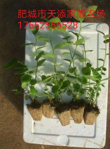 苔藓苗