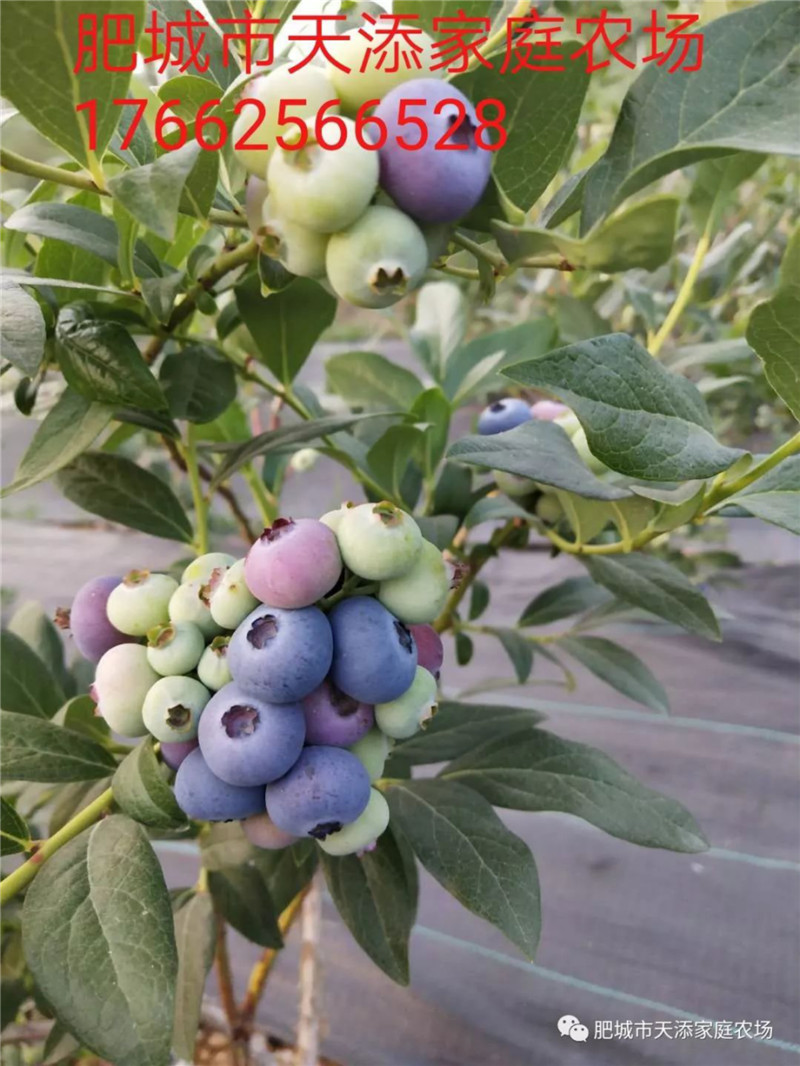 瑞卡蓝莓苗