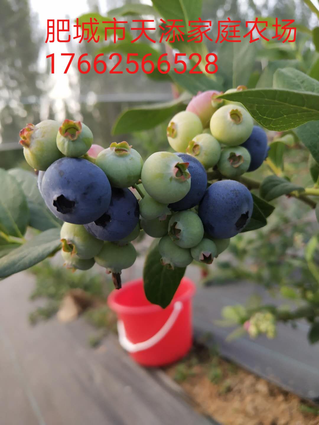 蓝莓鲜果