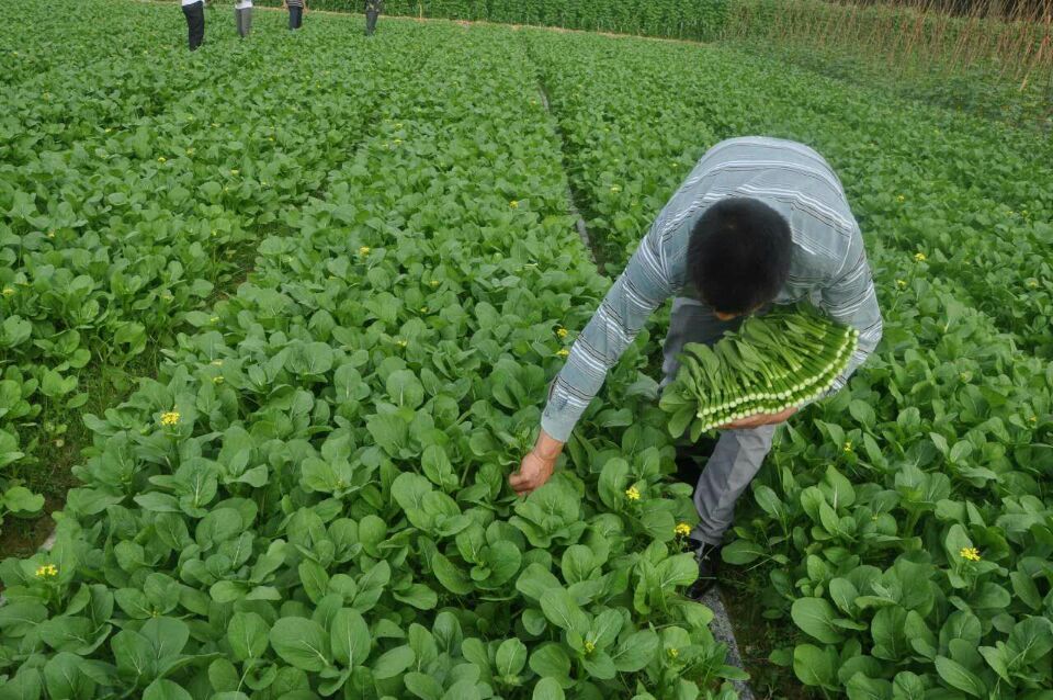 惠民科普-———菜心