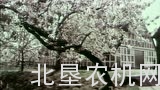 冠军品牌历史