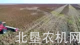 纳迪Sunstorm Milo割台作业视频