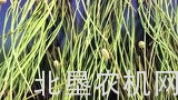 洋马收割机根据收获量控制作业速度