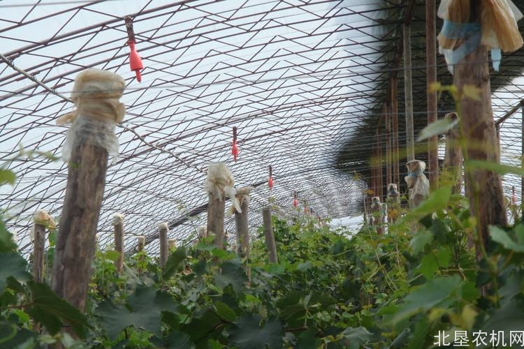 宁波葡萄秸秆循环利用技术示范与推广项目通过验收