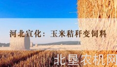 河北宣化：玉米秸秆变饲料