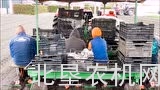 麦赛福格森拖拉机移栽草莓植株