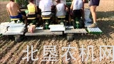 思弗佳蔬菜移栽机