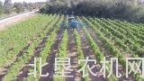博图CRUIS'AIR 8000葡萄喷药机