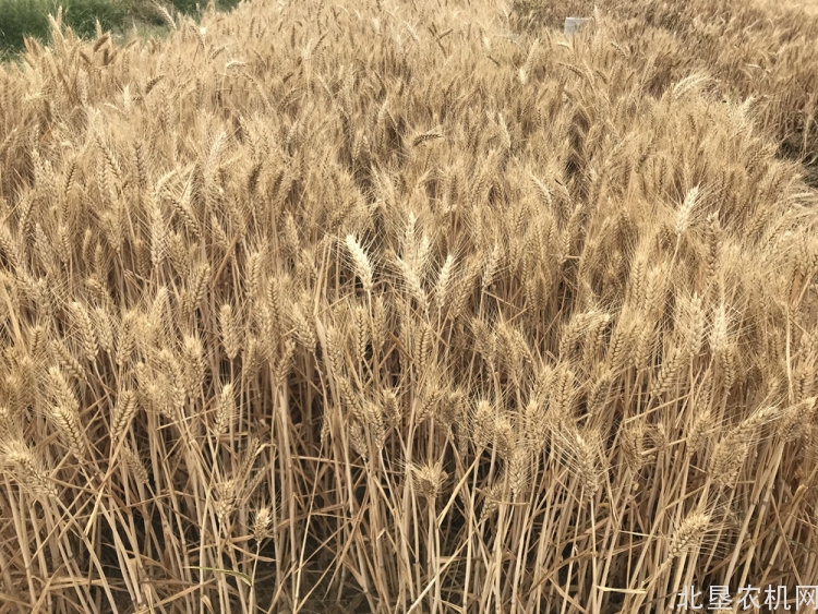 夏粮收获近八成 丰收已成定局