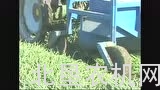 丹麦阿萨利OT1500型圆葱去叶机