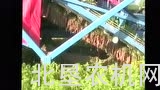 阿萨利公司胡萝卜起收机