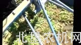 阿萨利公司WR-290大蒜起收条铺机