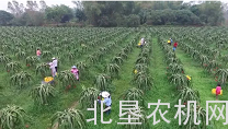 玉林：推广农机，提高效率，助力果农增产丰收