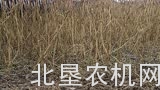 麦克唐FD1割台调整介绍五