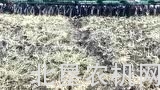 大平原公司圆盘耙的调整和使用