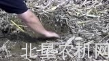 大平原圆盘耙和波纹耙作业效果对比