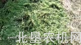 久保田Flail系列粉碎机多方面应用