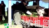 Hortech公司TW XL蔬菜起收机