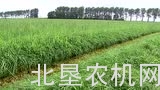 科罗尼BiG M 500割草机