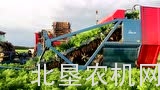 阿萨利T300 DFHI胡萝卜收获机
