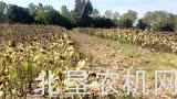 ZAFFRANI公司600系列葵花割台田间测试