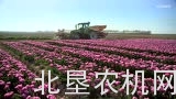 克拉斯在荷兰