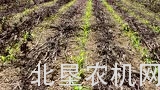 豪狮Evo CS和Maestro CC播种机
