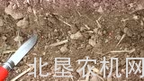 豪狮免耕播种机排种测试