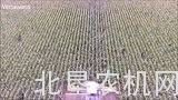 2017年凯斯纽荷兰青贮场景