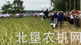 必圣士280割捆机收获芝麻