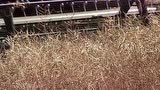 两台麦赛福格森9380三角履带收割机